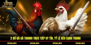 2 bồ đá gà Thomo trực tiếp uy tín, tỷ lệ kèo cạnh tranh