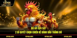 Đá gà cựa sắt - 2 bí quyết chọn chiến kê đánh đâu thắng đó